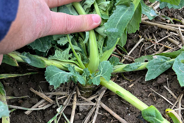 Rapsplante med lavt vækstpunkt